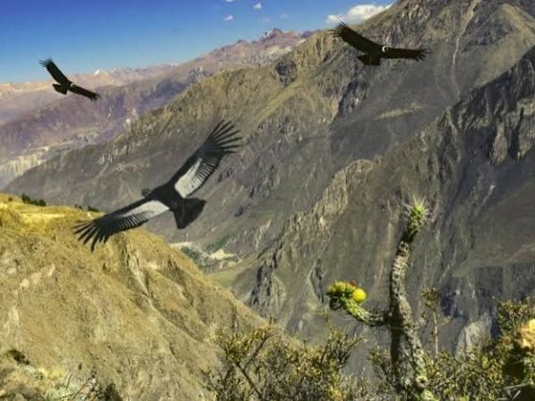 See the Andean condor in Colca Canyon: hours, viewpoint, and tips