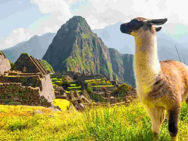 Wildlife and flora of Machu Picchu