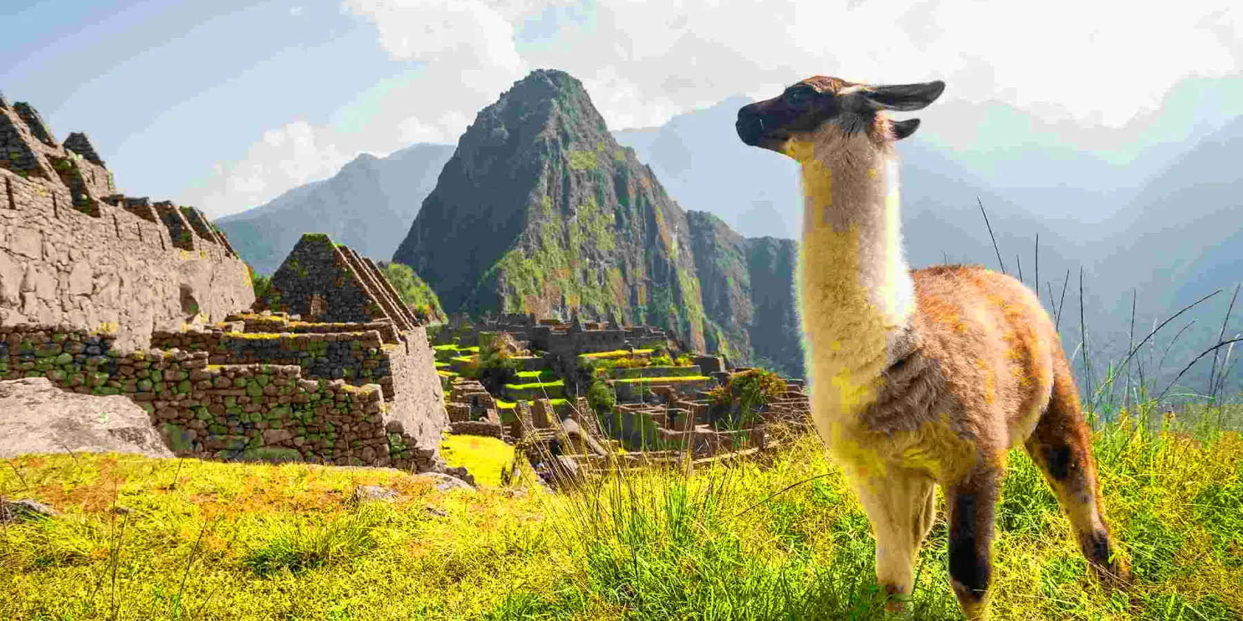 Fauna y flora de Machu Picchu