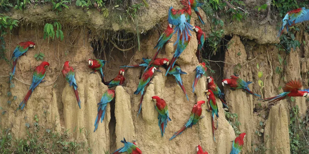 Manu - Macaw