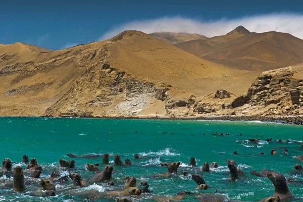 Ballestas Islands or Nazca Lines: What to Choose