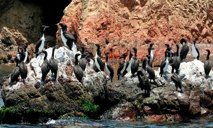 Migratory bird season