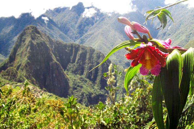 Orchids on the Inca Trail