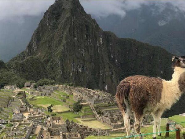 Flora and Fauna on the Inca Trail