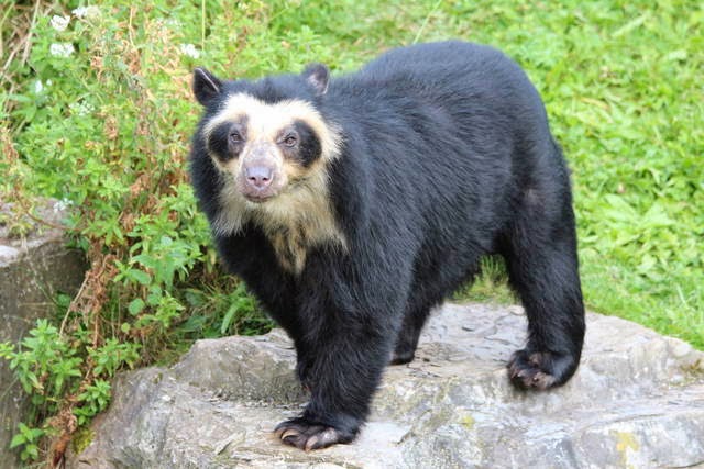 Spectacled bear