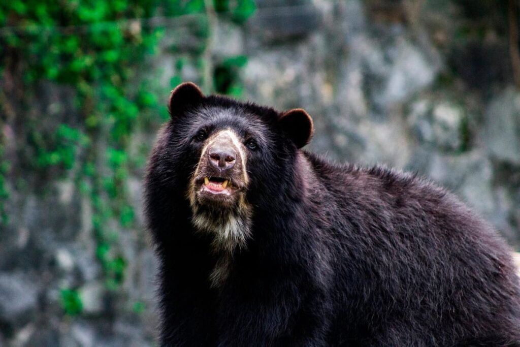 Oso de anteojos en Machu Picchu