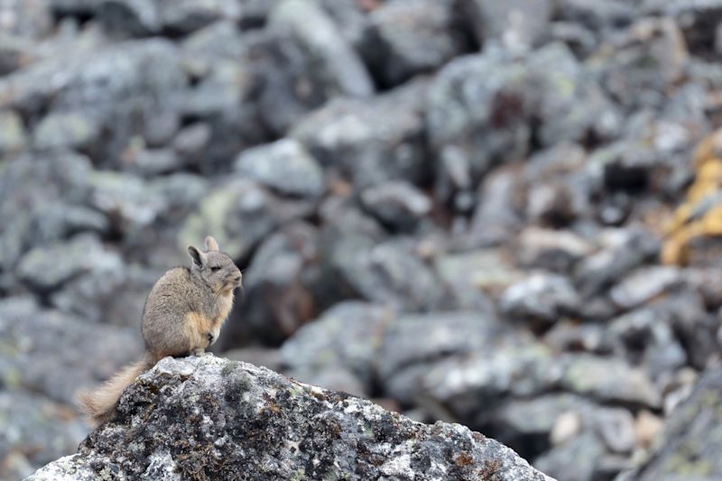 vizcacha